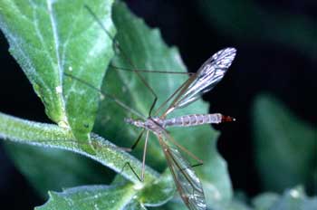 Típula de los jardines (Tipula oleracea)