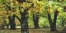 Castaño - Bosque (Castanea sativa)