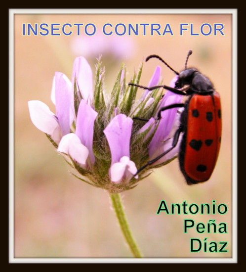 Insecto contra Flor