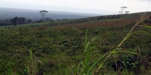 Paisaje del interior de la Isla Santa Cruz, Ecuador