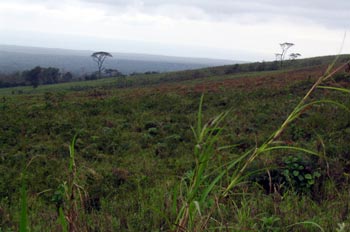 Paisaje del interior de la Isla Santa Cruz, Ecuador