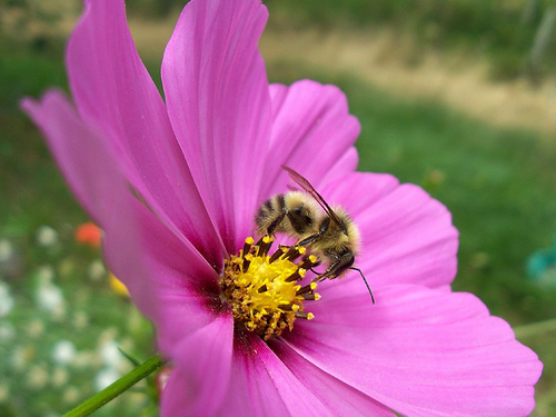 Flor polinizada por insectos 