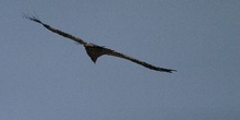 Buitre Leonado, Hoces del Duratón, Segovia, Castilla y León