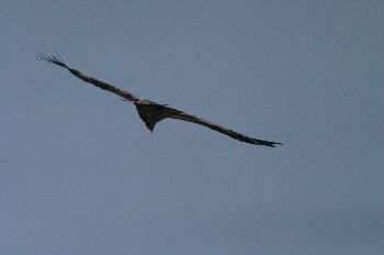 Buitre Leonado, Hoces del Duratón, Segovia, Castilla y León