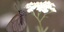 Blanca del Majuelo (Aporia crataegui)