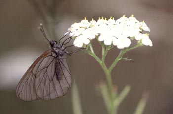 Blanca del Majuelo (Aporia crataegui)