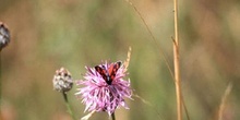 Zigena (Zygaena sp,)