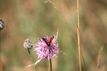 Zigena (Zygaena sp,)