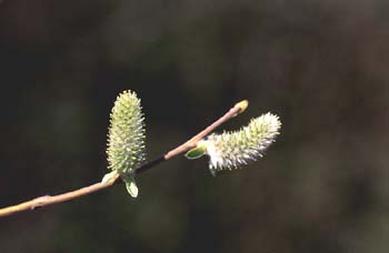 Sauce - Flor fem. (Salix sp.)