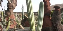 Pachycereus gounellei