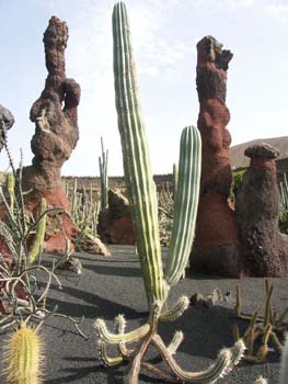 Pachycereus gounellei