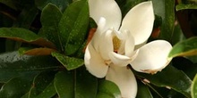 Magnolio - Flor  (Magnolia grandiflora)
