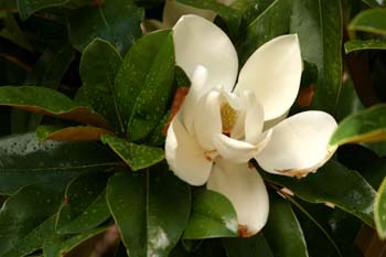 Magnolio - Flor  (Magnolia grandiflora)