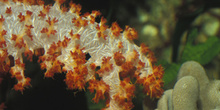 Coral (Dendronephthya sp.)