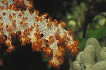 Coral (Dendronephthya sp.)