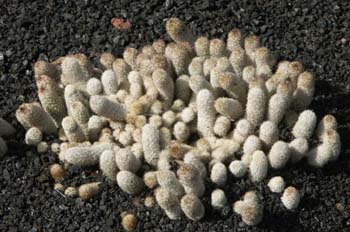 Mammillaria scrippsiana