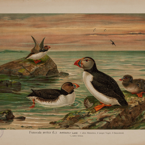 IES_CARDENALCISNEROS_AVES_LAMINAS_146