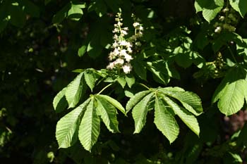 Castaño de Indias - Hojas (Aesculus hippocastanum)