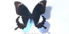 Papilio fuscus (Nueva Guinea)