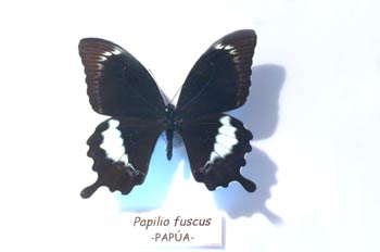 Papilio fuscus (Nueva Guinea)