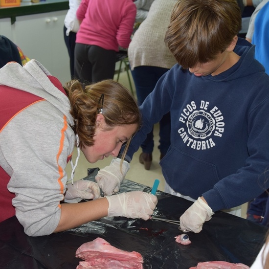 2016_11_DISECCIÓN DEL CRÁNEO Y OJO DE UN CORDERO_SEXTO 19