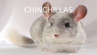 Chinchillas