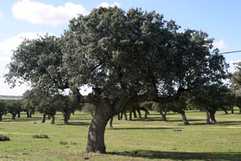Encina - Porte (Quercus ilex)