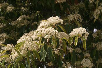 Acerolo chino (Potinia serrulata)
