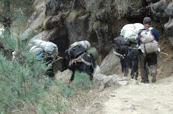 Caravana de yaks con cargamento