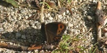 Erebia pirenaica oscura (Erebia gorgone)