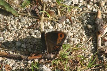 Erebia pirenaica oscura (Erebia gorgone)