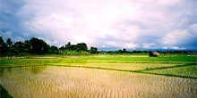 Campos de arroz, Tailandia