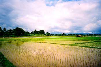 Campos de arroz, Tailandia