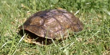 Galápago leproso (Mauremys leprosa)