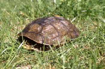 Galápago leproso (Mauremys leprosa)