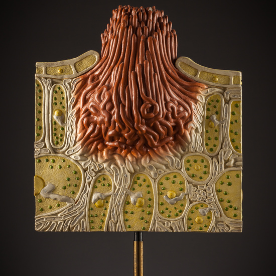 IES_SANISIDRO_BIOLOGIA_243