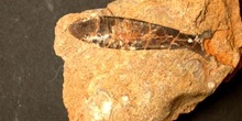 Hastites clavatus (Peces) Jurásico