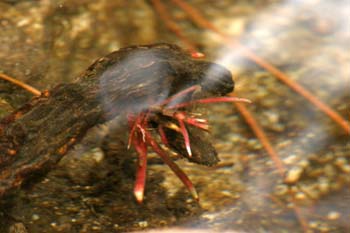 Aliso - Raíz (Alnus glutinosa)