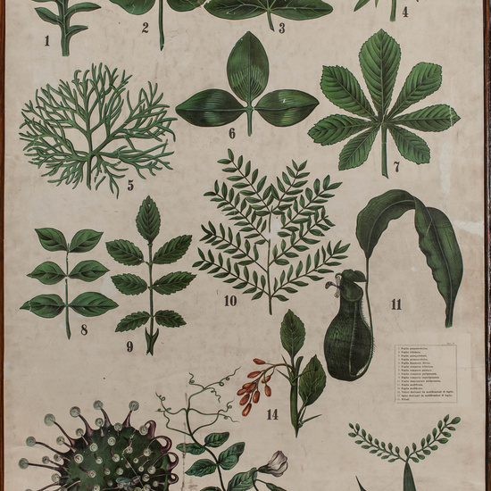 IES_CARDENALCISNEROS_BOTÁNICA_II_LÁMINAS_026