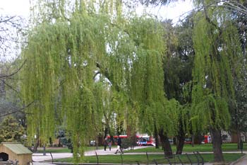 Sauce llorón - Porte (Salix babylonica)