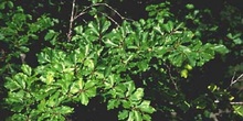 Haya - Hoja (Fagus silvatica)