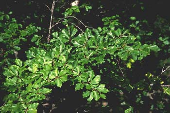 Haya - Hoja (Fagus silvatica)