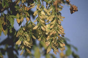 Arce negundo - Fruto (Acer negundo)