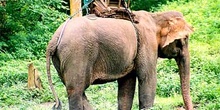 Elefante asiático: cuerpo entero, Tailandia