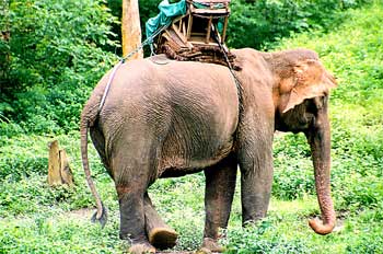 Elefante asiático: cuerpo entero, Tailandia