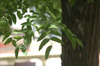 Falsa acacia de Japón - Hoja (Sophora japonica)