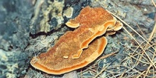 Phaeolus schweinitzii