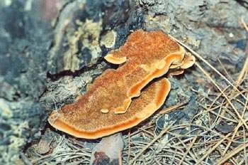 Phaeolus schweinitzii