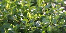 Aligustre - Hoja (Ligustrum sp.)