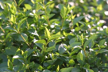 Aligustre - Hoja (Ligustrum sp.)